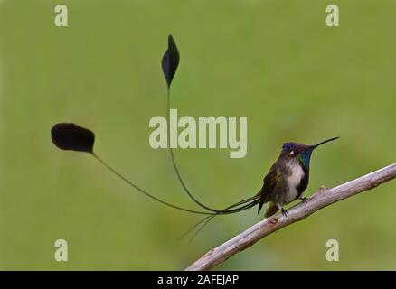 Un Colibri Colibris la plus rare et spectaculaire colibri au monde Banque D'Images