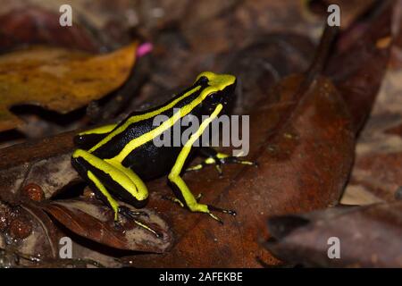 Un trois-striped frog Poison en forêt amazonienne Banque D'Images