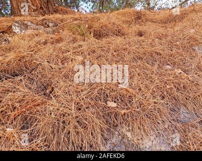 Les aiguilles de pin à sec dans une forêt en Grèce Banque D'Images