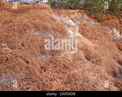 Les aiguilles de pin à sec dans une forêt en Grèce Banque D'Images