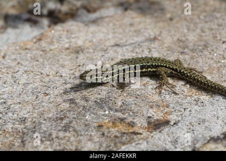 Lézard des murailles en prenant le soleil sur un mur Banque D'Images