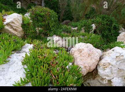 Tapis de plantes, Carpobrotus edulis qui croissent sur les rochers Banque D'Images