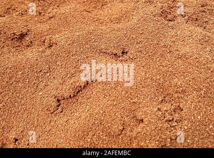 Brown texture de sol close up, Sandy Ground Banque D'Images