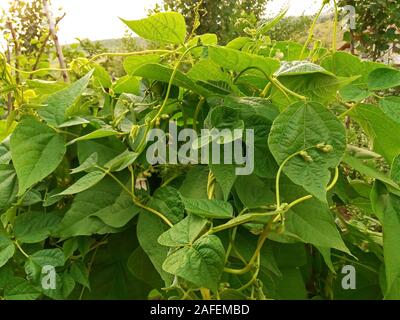 Les jeunes plants de haricots et de floraison close up Banque D'Images