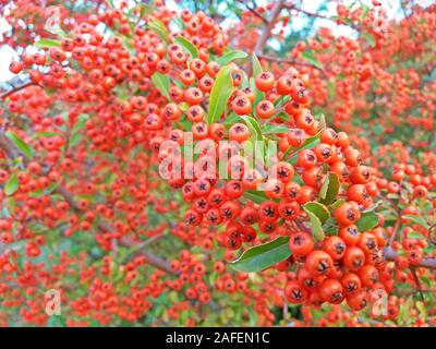 Crataegus monogyna arbre avec tant de fruits. Les plantes médicinales Banque D'Images