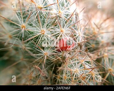 Graines de cactus pod. Petit fruit de cactus close up Banque D'Images