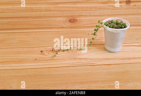 String of pearls plante succulente sur fond de bois Banque D'Images