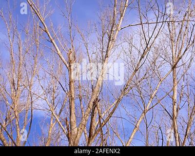 Les arbres sans feuilles dans le ciel, paysage, début du printemps Banque D'Images