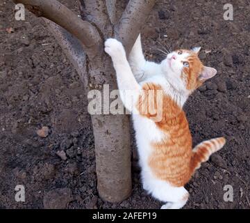 Un chat grimpe sur un arbre. Copy space Banque D'Images