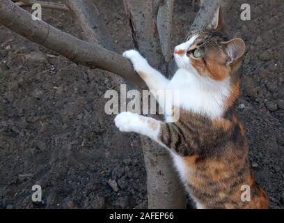 Un beau chat grimpe sur un arbre Banque D'Images
