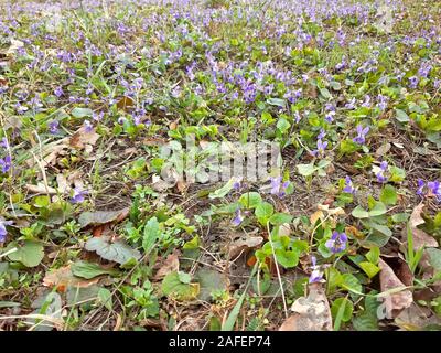 Tapis de Fleurs violettes au printemps et avec une forte odeur Banque D'Images