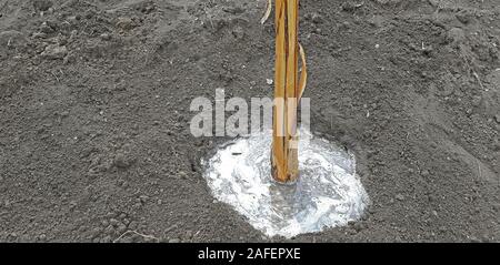 Arrosage de la banane dans le jardin après la plantation Banque D'Images