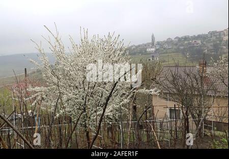 Arbre plein de fleurs au printemps dans la journée sombre Banque D'Images