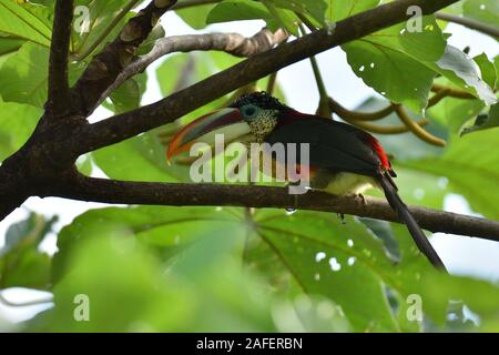 Un Curl-crested Aracari forêt tropicale au Pérou Banque D'Images