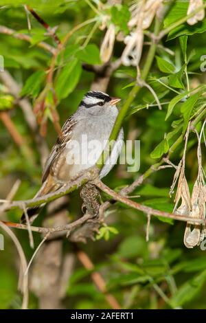 Bruant à couronne blanche (Zonotrichia leucophyrs) Banque D'Images