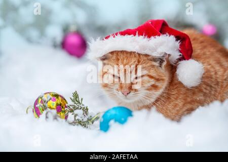 Chaton rouge, habillé Santa Claus hat, située à l'extérieur dans la neige près de sapin avec décoration de Noël. Banque D'Images