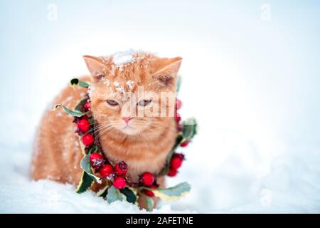 Chat habillé en vêtements de Noël Banque D\u0027Images, Photo