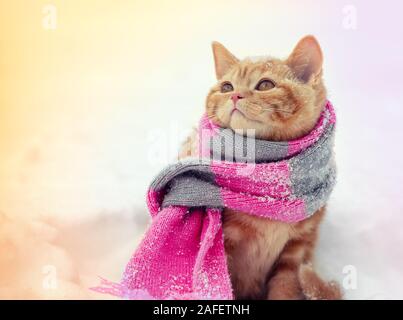 Portrait d'un petit chaton gingembre vêtu d'une écharpe en tricot à l'extérieur en hiver Banque D'Images