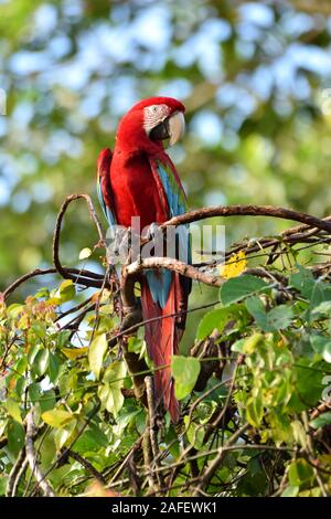 Le rouge et vert Macaw Banque D'Images