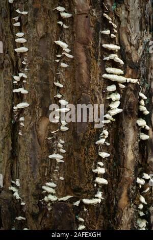 Un type de champignons poussant sur un arbre de pin sylvestre. Banque D'Images