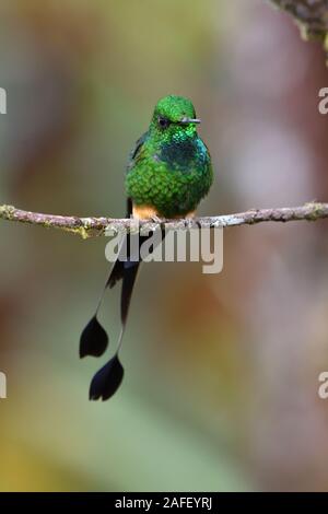 Démarré racket-tail colibris cloudforest péruvienne Banque D'Images