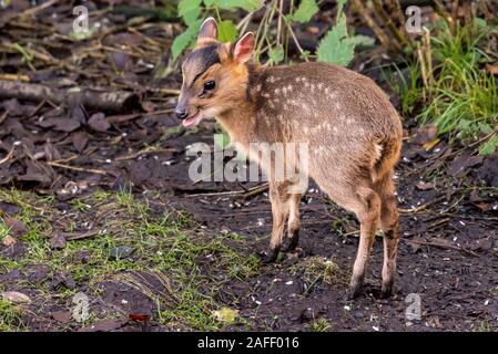 Bébé ou juvénile Muntjac Reeves appelant à sa mère qui était tout près à l'époque. Banque D'Images