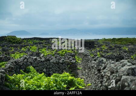 Paysage de vignes protégées ceiacao lajido da velha, Pico, Açores, Portugal Banque D'Images