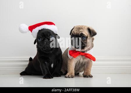 Deux adorables chiots de six semaines à la purée de chiots en costumes de Noël. Les chiens sont frères et sœurs et l'un porte un chapeau de Père Noël et l'autre un noeud rouge. Banque D'Images