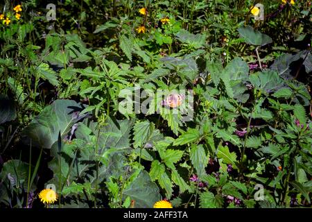 Fermer la vue d'un papillon Aglais urticae nectar de succion sur une fleur. Banque D'Images