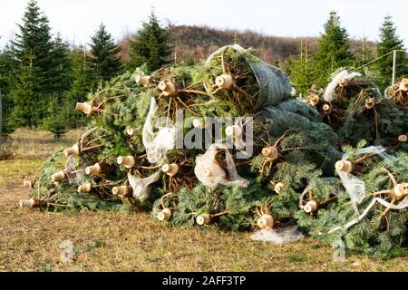 Pile de sapins frais dans la nature avant qu'ils obtiennent vendus. Banque D'Images