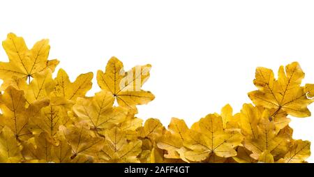 L'automne les feuilles jaunies sur blanc fond isolé Banque D'Images