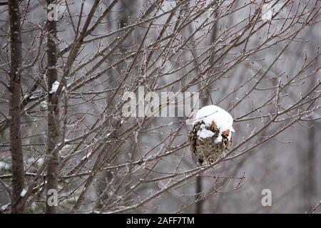 Ruche couvertes de neige suspendue à un arbre en hiver Banque D'Images