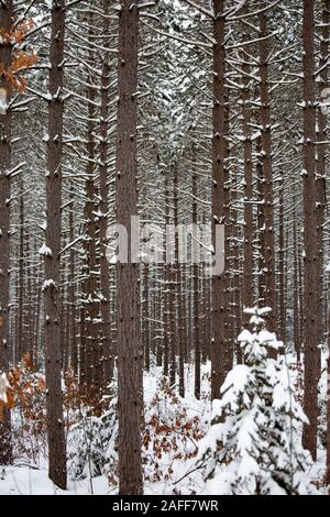 Close up of a forrest de pins après une tempête de neige dans le Wisconsin, vertical Banque D'Images