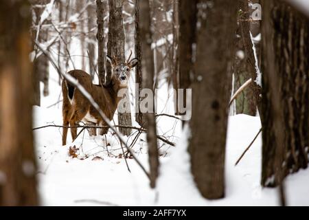 Petit buck whitetail deer avec de la neige sur sa face de manger Banque D'Images