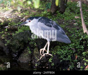 Bihoreaux noir d'oiseaux adultes libre de profil voir perché sur un rocher au bord de l'eau affichage plumage, tête, bec, oeil, dans ses environs et e Banque D'Images