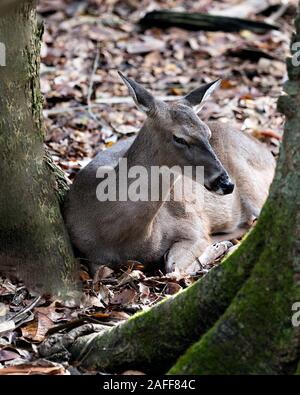 Animal Cerf Le cerf cher close-up Vue de profil en appui au sol avec arrière-plan, l'affichage de la tête, les oreilles, yeux, bouche, nez, des jambes, un pelage brun j Banque D'Images