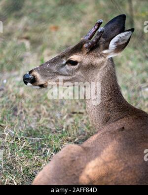 Animal Cerf Le cerf cher chef close-up Vue de profil avec l'arrière-plan flou d'affichage, les bois de la tête, oreilles, yeux, bouche, nez, dans sa fourrure brun surr Banque D'Images
