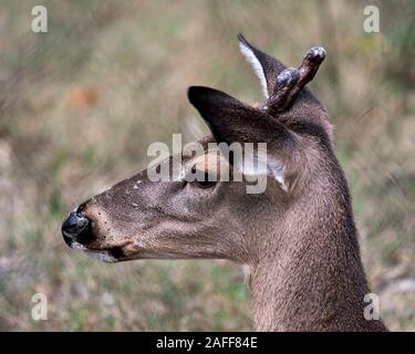 Animal Cerf Le cerf cher chef close-up Vue de profil avec l'arrière-plan flou d'affichage, les bois de la tête, oreilles, yeux, bouche, nez, dans sa fourrure brun surr Banque D'Images