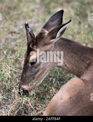 Animal Cerf Le cerf cher chef close-up Vue de profil avec l'arrière-plan flou d'affichage, les bois de la tête, oreilles, yeux, bouche, nez, dans sa fourrure brun surr Banque D'Images
