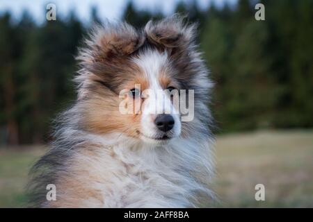 Sheltie (Shetland Sheepdog) puppy Banque D'Images