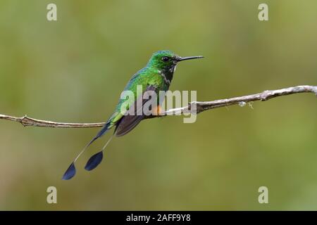 Démarré racket-tail colibris cloudforest péruvienne Banque D'Images