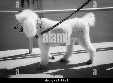 Profil d'un embarras, apparemment plus caniche royal blanc se pavane sur le bord de l'eau promenade côté dans un port, dans l'infrarouge Banque D'Images