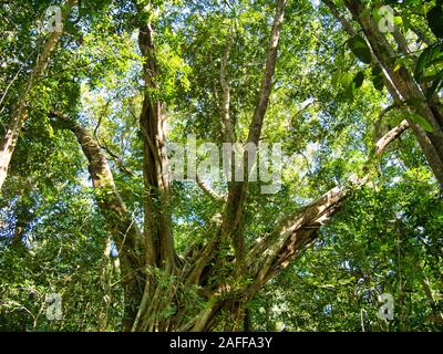 Couvert forestier dense et les arbres à proximité de Saen Monourom (Curitiba) dans la province de Mondolkiri, au Cambodge. Banque D'Images