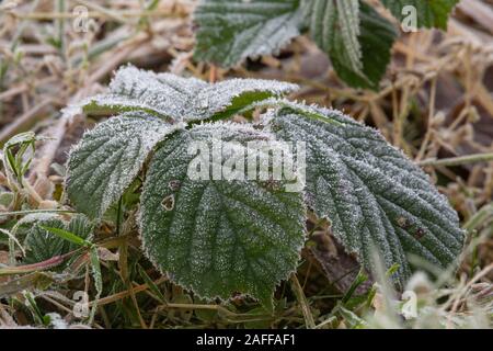 La structure de Blackberry, ou des feuilles, ronce (Rubus fruticosus) est mis en évidence par le gel sur un matin d'hiver Banque D'Images