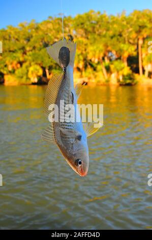 Le comté de Volusia en Floride offre certains des meilleurs de sébaste et de pêche à la truite dans le monde. La célèbre rivière indienne et Mosquito Lagoon action est grand ! Banque D'Images