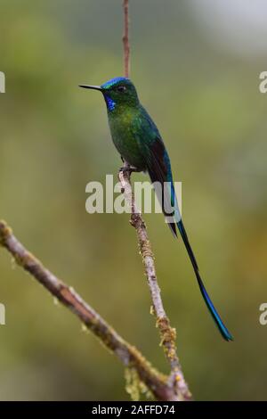 Long-tailed Sylph Hummingbird Banque D'Images