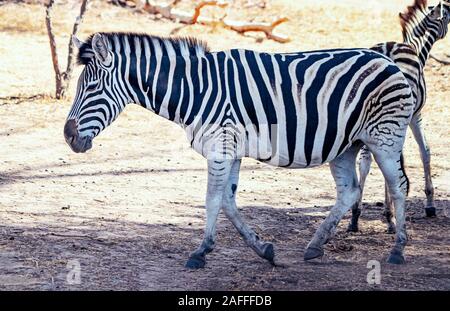 La photo en gros du zèbre de Chapman debout sur la savane africaine, Equus quagga chapmani. Il est naturel ou fond d'arrière-plan avec la faune photo de Banque D'Images