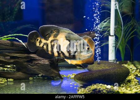 L'oscar (oscar tigre, velours, cichlid cichlid et marbre) (Astronotus ocellatus) est une espèce de poisson de la famille des cichlidés dans le Sud tropical Amer Banque D'Images