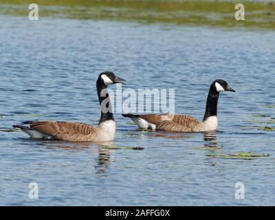 Québec,Canada. Un couple de bernaches du Canada natation sur un lac Banque D'Images