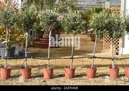 Les oliviers méditerranéens sont un grand complément à la maison ou au jardin qu'ils ont été plantés dans un semoir léger prêt à être placé sur un patio Banque D'Images